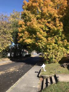 Photograph of autumn street with a little toy ghost in Johnson City, TN